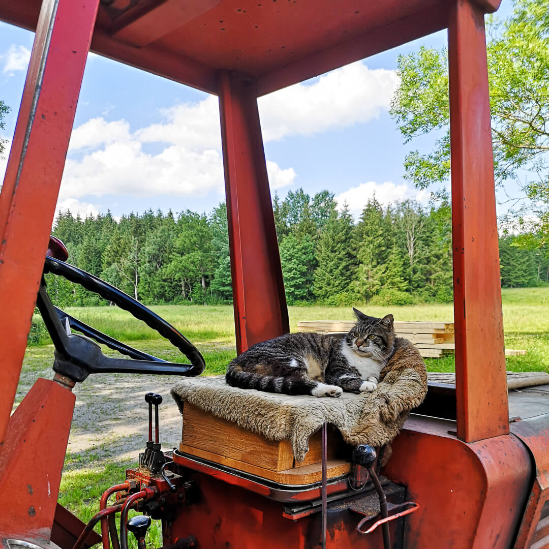 Katze auf Traktor